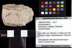 Foto (Objket + Etiketten) von Goniodromites sp. 